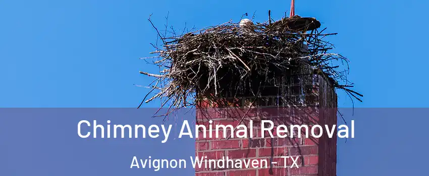 Chimney Animal Removal Avignon Windhaven - TX