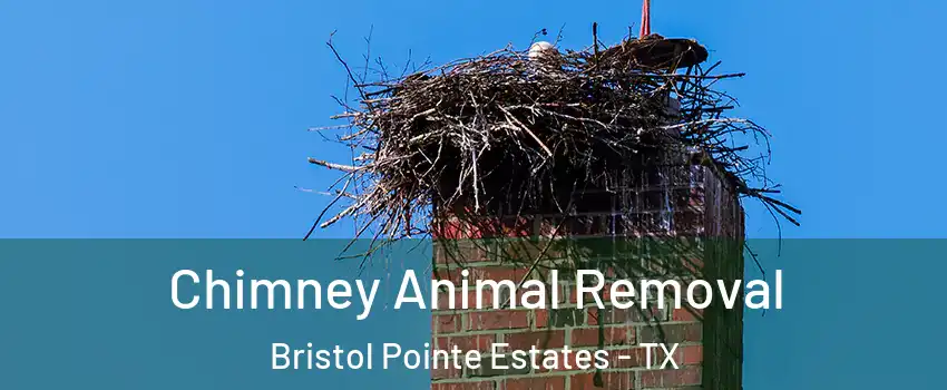 Chimney Animal Removal Bristol Pointe Estates - TX