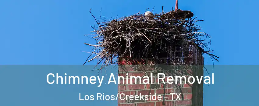 Chimney Animal Removal Los Rios/Creekside - TX