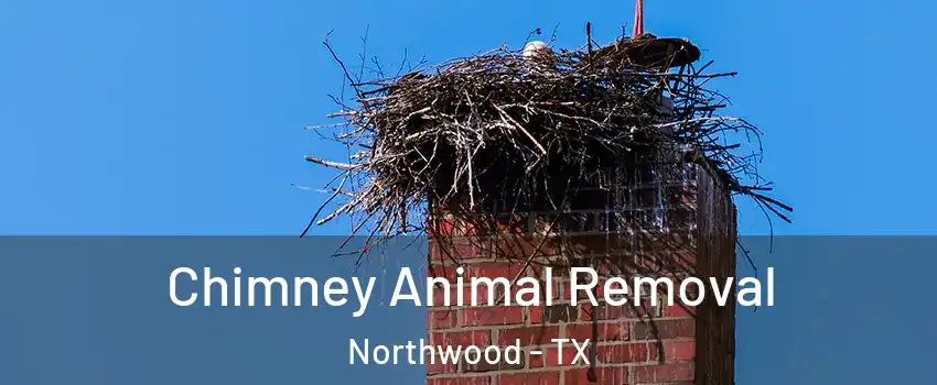 Chimney Animal Removal Northwood - TX