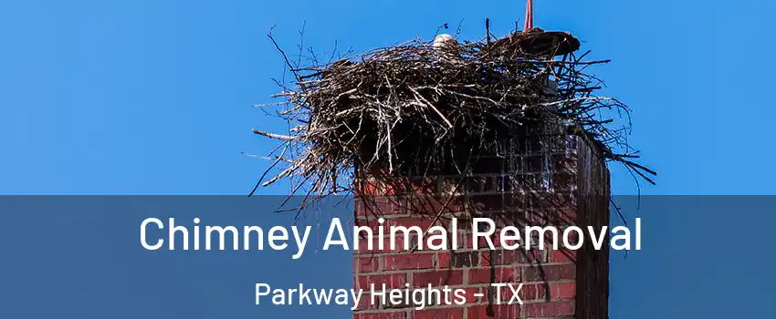 Chimney Animal Removal Parkway Heights - TX
