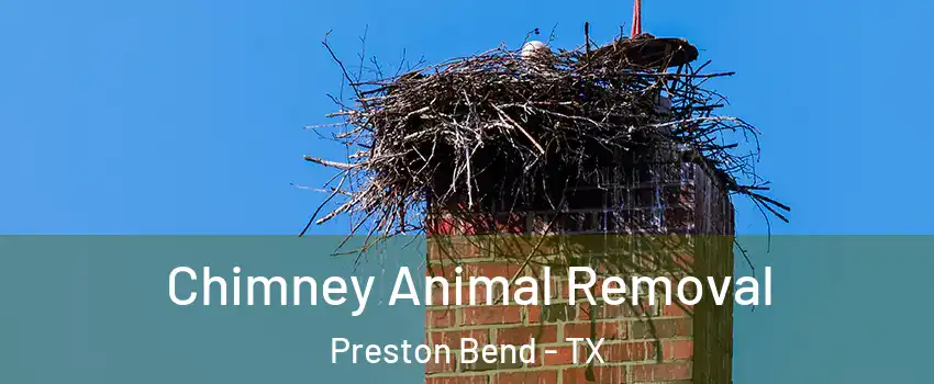 Chimney Animal Removal Preston Bend - TX
