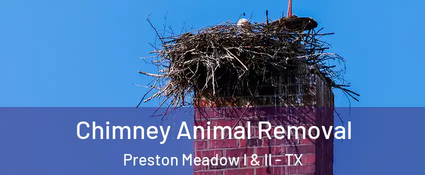 Chimney Animal Removal Preston Meadow I & II - TX