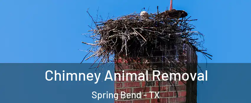 Chimney Animal Removal Spring Bend - TX