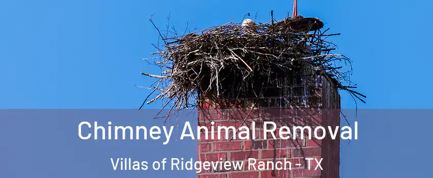 Chimney Animal Removal Villas of Ridgeview Ranch - TX