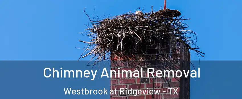 Chimney Animal Removal Westbrook at Ridgeview - TX