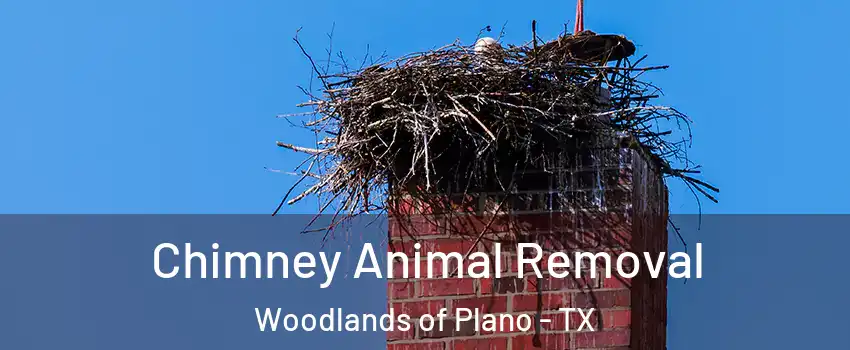 Chimney Animal Removal Woodlands of Plano - TX